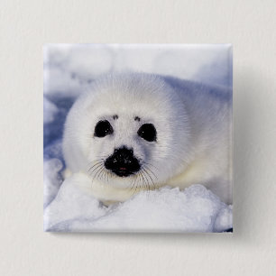 Harp Siegel pup ice Gulf of St. Lawrence, Button