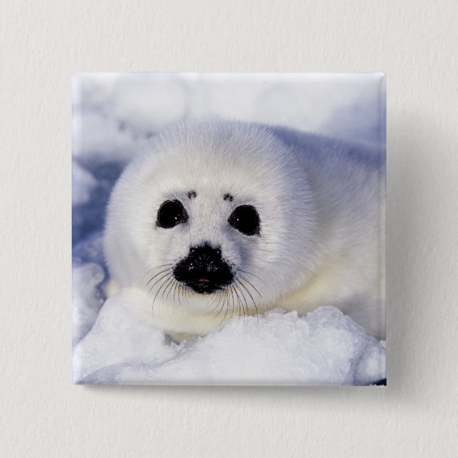 Harp Siegel pup ice Gulf of St. Lawrence, Button (Vorderseite)