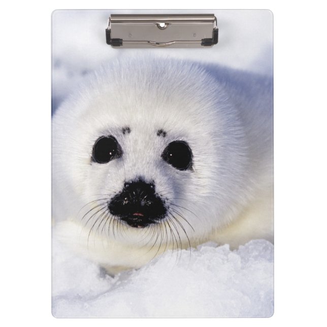 Harp Siegel pup ice Gulf of St. Lawrence, Klemmbrett (Vorderseite)