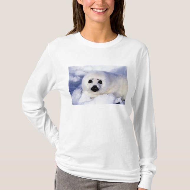 Harp Siegel pup ice Gulf of St. Lawrence, T-Shirt (Vorderseite)