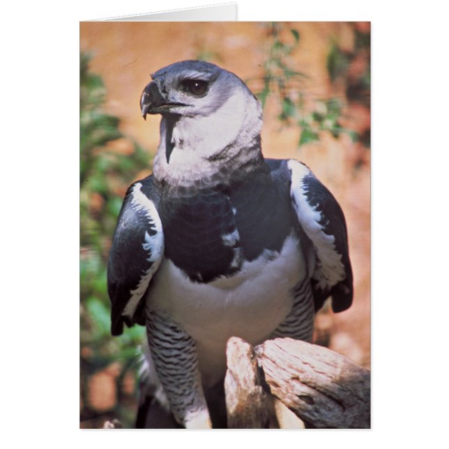 Harpey Eagle (Vorne)