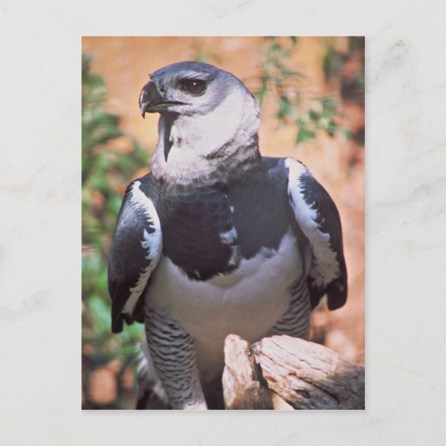 Harpey Eagle Postkarte (Vorderseite)