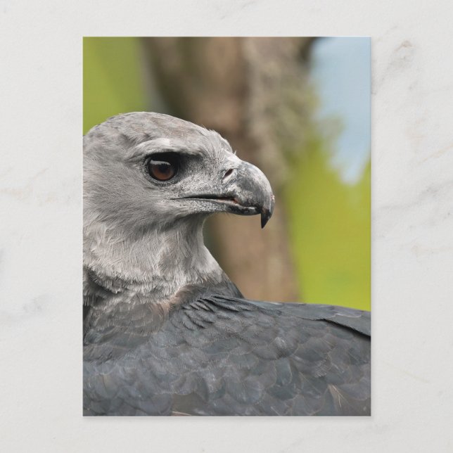 Harpy Eagle 1.JPG Postkarte (Vorderseite)