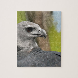 Harpy Eagle 1.JPG Puzzle