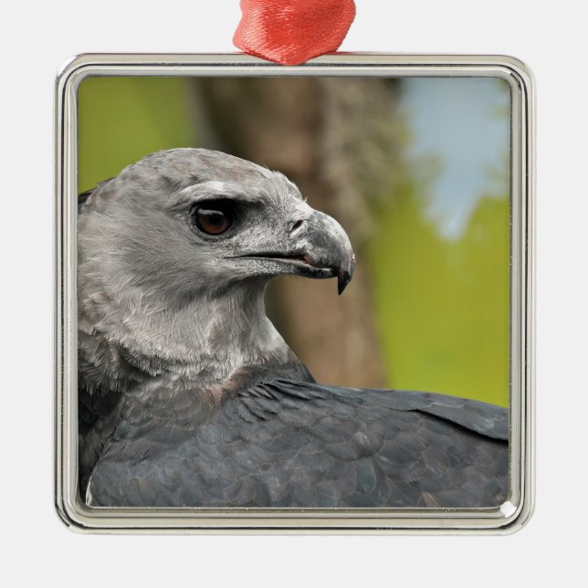 Harpy Eagle 1.JPG Silbernes Ornament (Vorne)