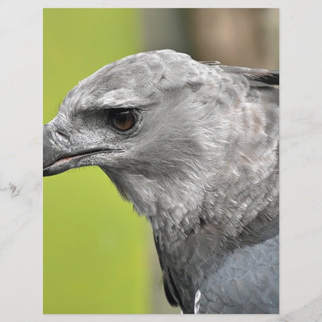 Harpy Eagle 2.JPG (Vorderseite)