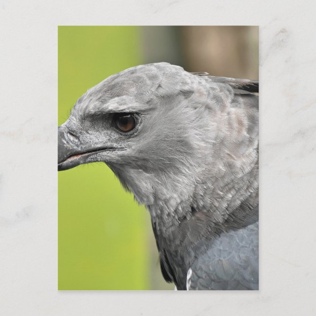 Harpy Eagle 2.JPG Postkarte (Vorderseite)