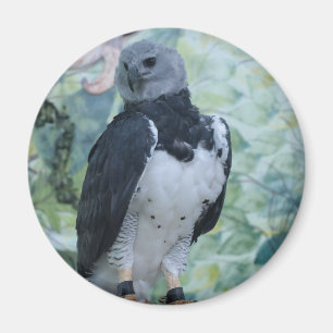 Harpy-Eagle-Gefangener Magnet