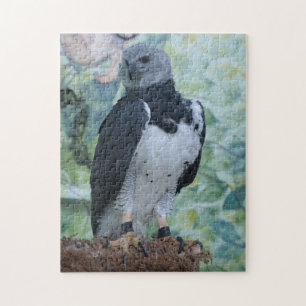 Harpy Eagle noch Puzzle