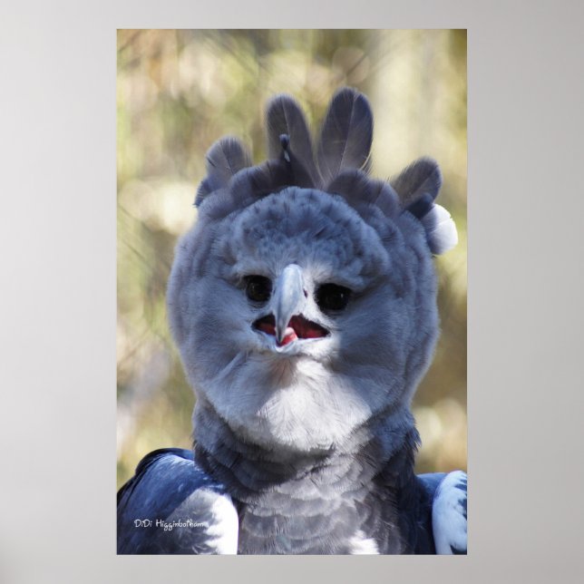 Harpy Eagle Poster (Vorne)