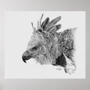 Harpy Eagle Zeichnend Poster