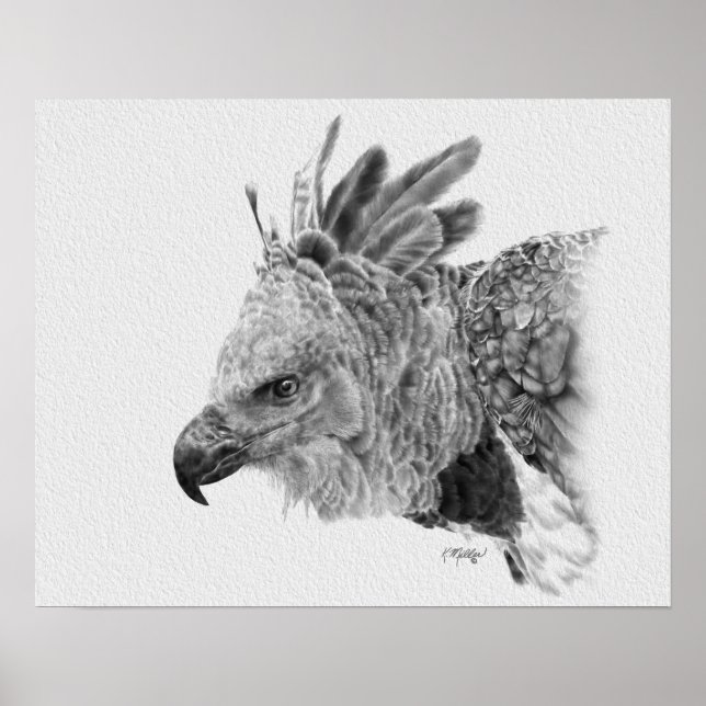 Harpy Eagle Zeichnend Poster (Vorne)