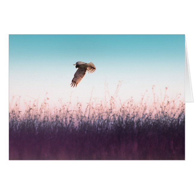 Harrier Hawk (Vorderseite (Horizontal))