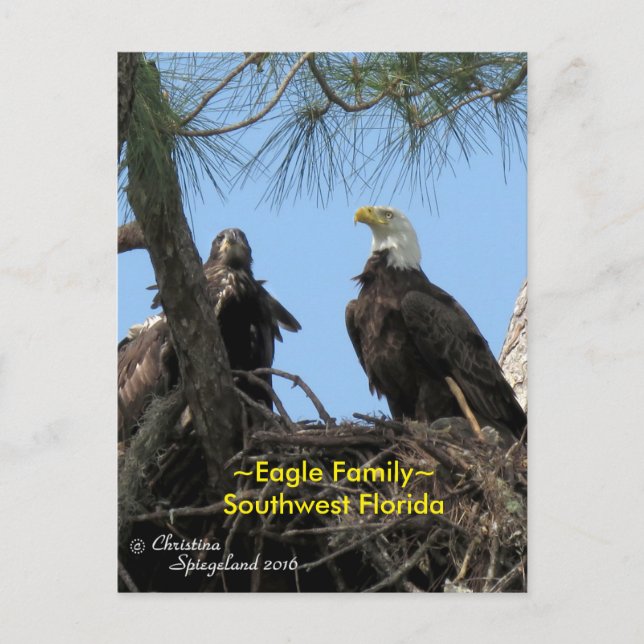 Harriet Eagle Familienvögel Florida Postcard Postkarte (Vorderseite)