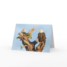 Harriet und die Taube