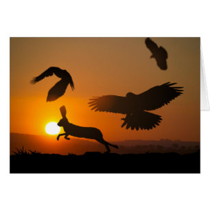 Harris-Falken, die Karte jagen