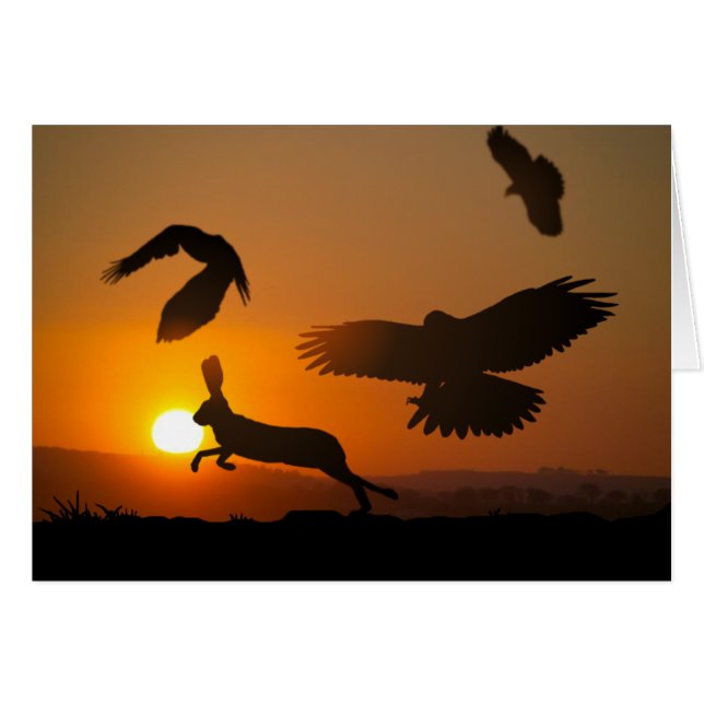 Harris-Falken, die Karte jagen (Vorderseite (Horizontal))