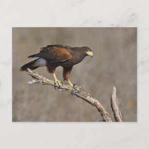Harris-Habicht auf einem Ast sitzender Greifvogel Postkarte