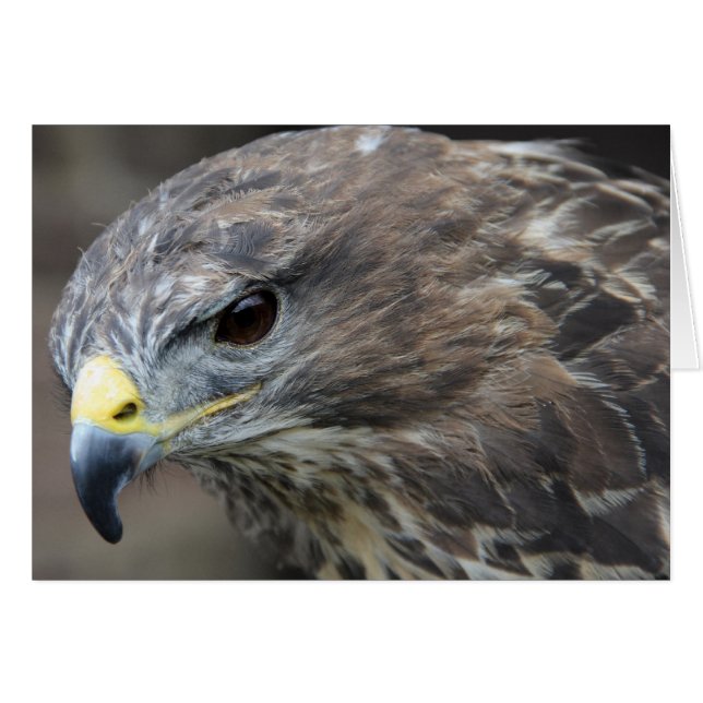Harris Hawk (Vorderseite (Horizontal))