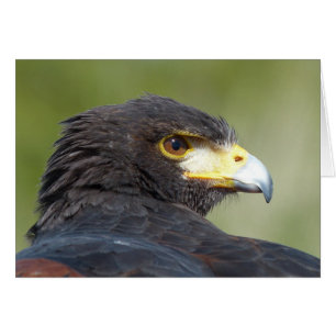 Harris Hawk