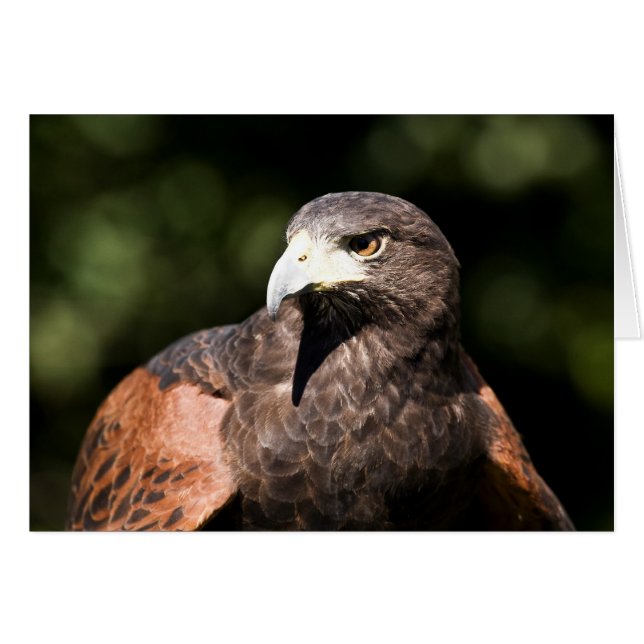 Harris Hawk (Vorderseite (Horizontal))
