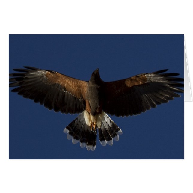 Harris Hawk 7 (Vorderseite (Horizontal))