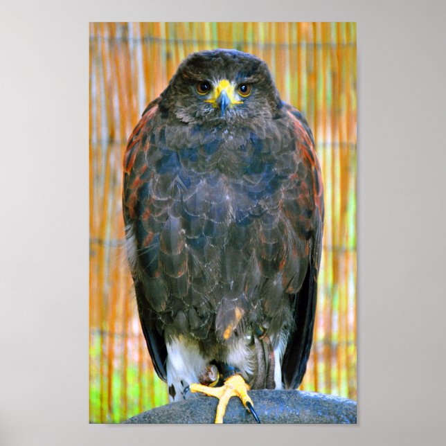 Harris Hawk Bird of Prey Poster (Vorne)
