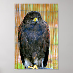 Harris Hawk Bird of Prey Poster