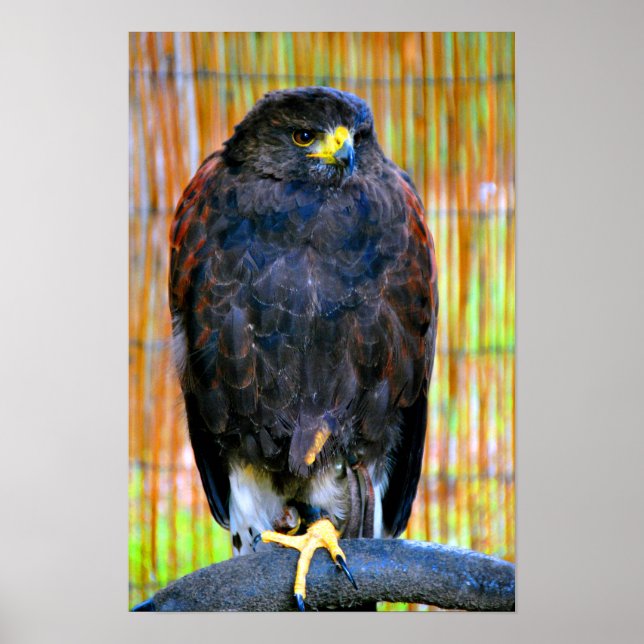 Harris Hawk Bird of Prey Poster (Vorne)