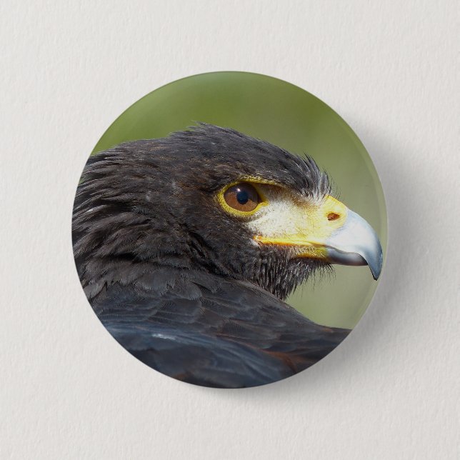 Harris Hawk Button (Vorderseite)