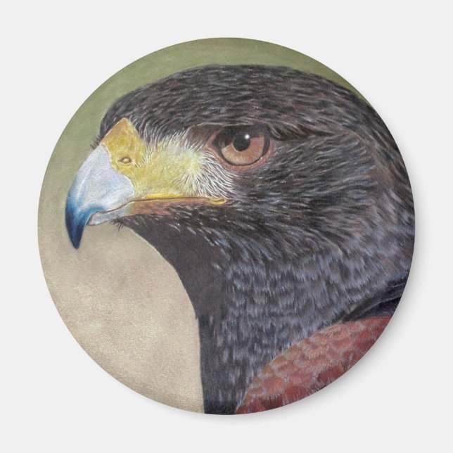 Harris Hawk-cp Magnet (Vorne)