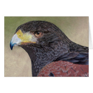Harris Hawk farbige Stifte