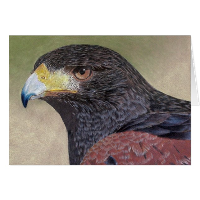 Harris Hawk farbige Stifte (Vorderseite (Horizontal))
