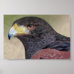 Harris Hawk farbige Stifte Poster