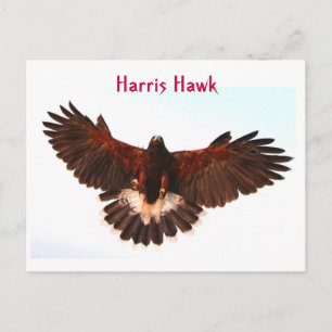 Harris Hawk Flying Postcard Postkarte
