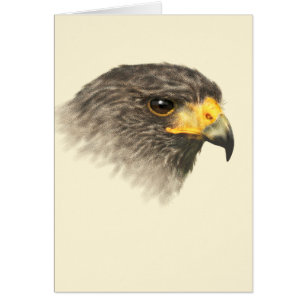 Harris Hawk - gemischte Mittel