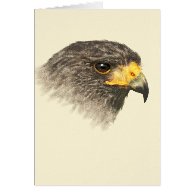 Harris Hawk - gemischte Mittel (Vorne)