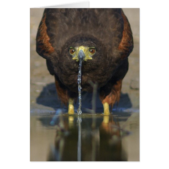 Harris Hawk Parabuteo unicinctus (Vorne)
