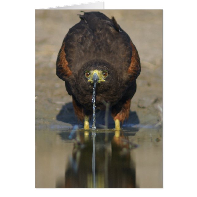Harris Hawk Parabuteo unicinctus (Vorne)