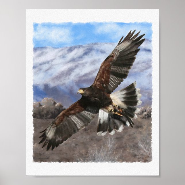 Harris Hawk-pastel Poster (Vorne)