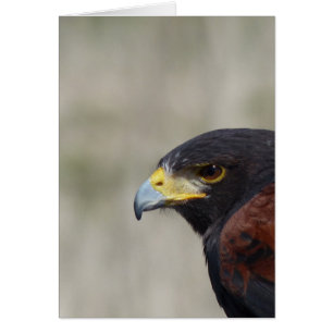 Harris Hawk Portrait