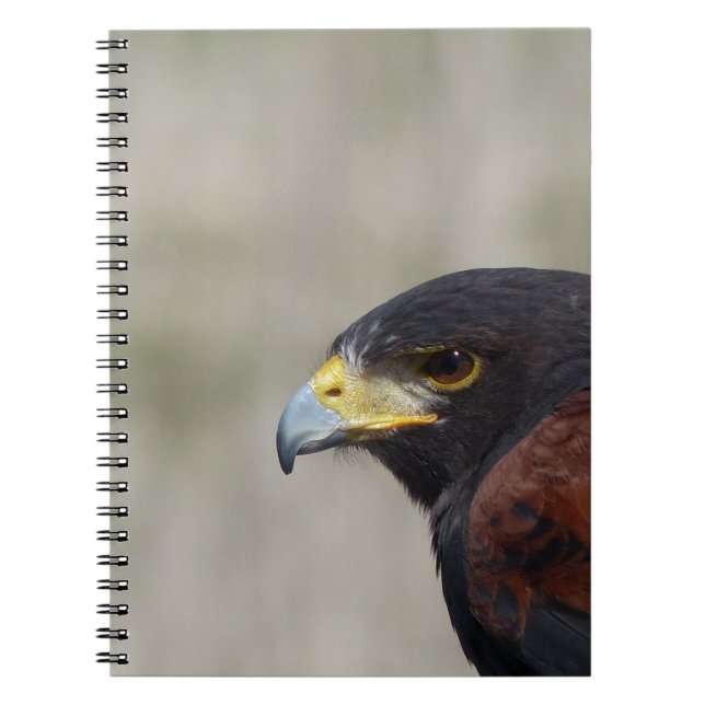 Harris Hawk Portrait Notizblock (Vorderseite)