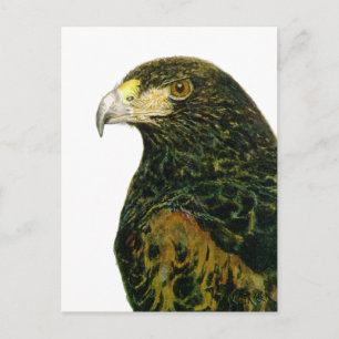 Harris Hawk Postcard Postkarte