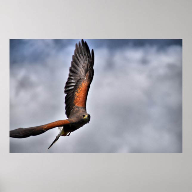 Harris Hawk Poster (Vorne)