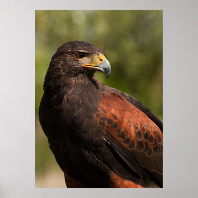 Harris Hawk Poster (Vorne)