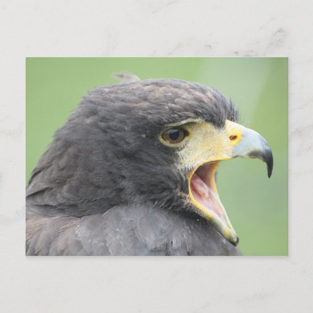 Harris Hawk Postkarte (Vorderseite)