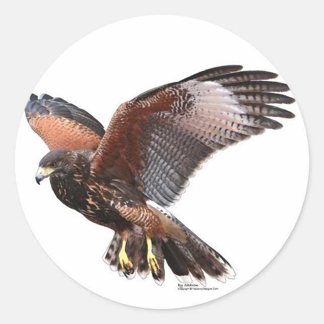 Harris Hawk Runder Aufkleber (Vorderseite)