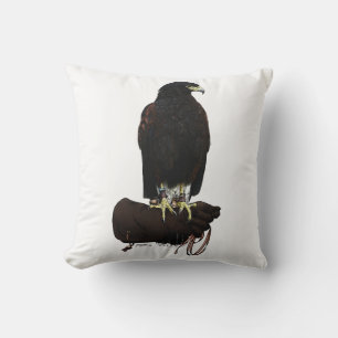 Harris Hawk über Glove Kissen