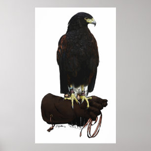 Harris Hawk über Glove Poster