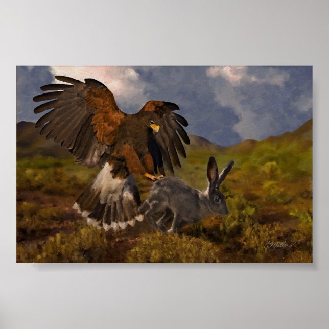Harris Hawk und Jackrabbit Poster (Vorne)